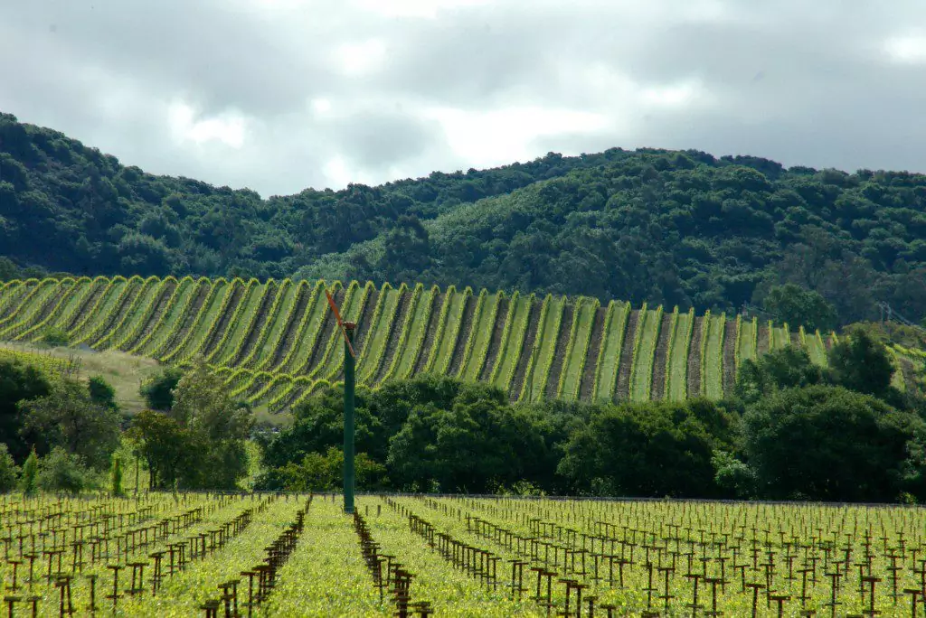 Kenwood vineyards in spring in the Sonoma Wine Country
