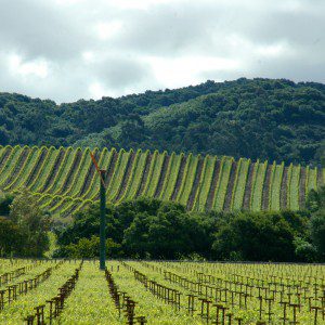 Kenwood vineyards in spring in the Sonoma Wine Country